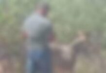 Jaú em choque: Polícia investiga suspeita de abuso sexual contra cães