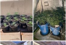 Polícia Militar localiza cultivo de maconha em residência após denúncia anônima em Jaú