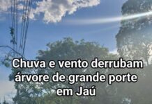 Jaú tem chuvas isoladas, mas fortes, que marcam o domingo, DERRUBA ÁRVORE e exigem atenção inclusive da região; veja a previsão até quarta (14)