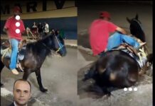 Cavalo exausto cai repetidas vezes ao ser forçado a montaria e caso gera revolta