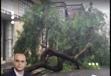 Árvore centenária cai e interrompe trânsito no centro