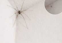 Dessa você não sabia?!