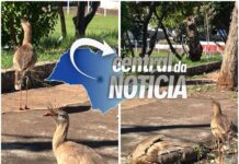 Siriemas são flagradas em campo de Jaú bebendo água turva em meio ao lixo