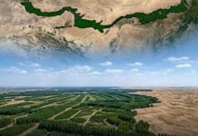 A China alcançou um marco impressionante ao plantar cerca de 66 bilhões de árvores desde 1978 como parte do projeto