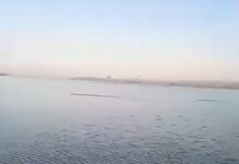Momento raro: três onças-pardas são flagradas atravessando rio em Ibitinga