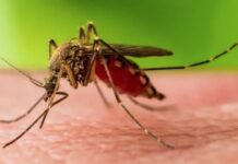 Febre do Nilo Ocidental acende alerta após casos e morte no Brasil